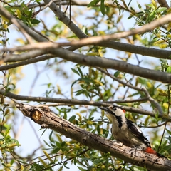 Dendrocopos syriacus