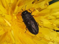 Anthaxia quadripunctata