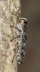 Chrysobothris femorata