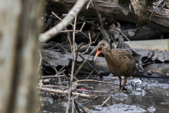 Rallus longirostris