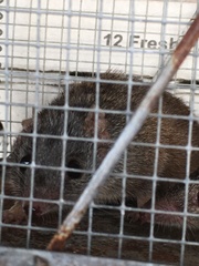 Antechinus mysticus