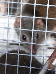 Antechinus mysticus