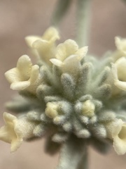 Buddleja utahensis