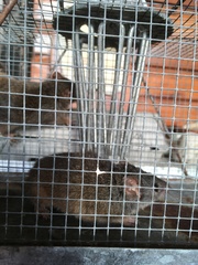 Antechinus mysticus