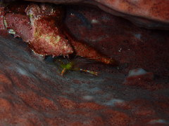 Stenopus scutellatus