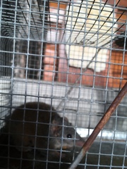 Antechinus mysticus