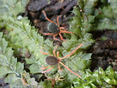 Halotydeus destructor