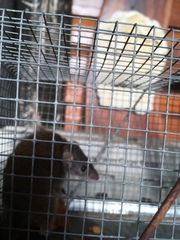 Antechinus mysticus