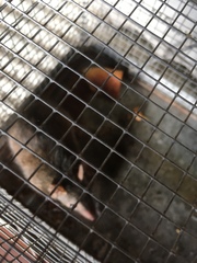 Antechinus mysticus