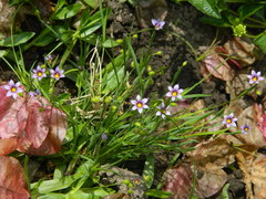 Sisyrinchium platense