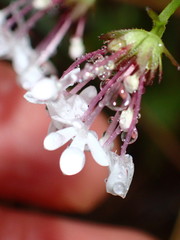 Valerianella ozarkana