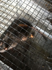 Antechinus mysticus