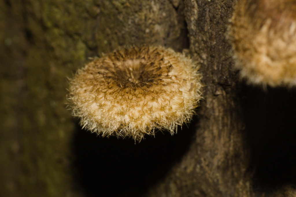 Lentinus crinitus · April 2022 · photo: © fmiudo (iNaturalist, cc0)