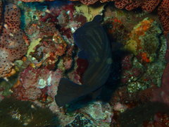 Pareques acuminatus
