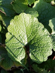 Alliaria petiolata