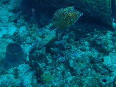 Acanthostracion polygonium