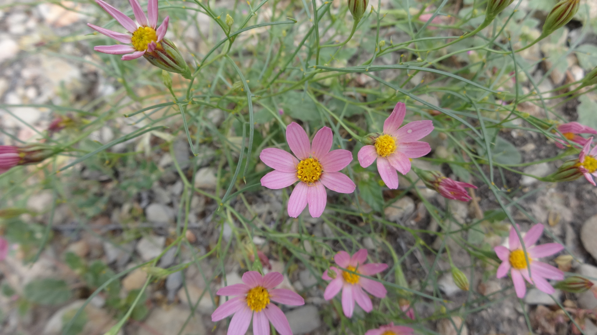 Nicolletia