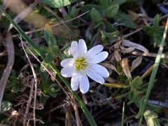 Cerastium arvense
