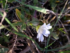 Cerastium arvense