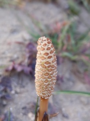 Equisetum arvense