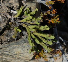 Veronica tetrasticha