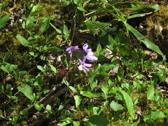 Phlox stolonifera