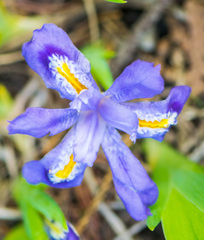 Iris lacustris