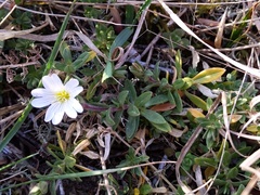 Cerastium arvense