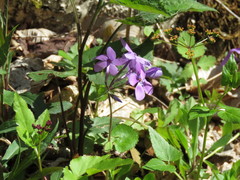 Phlox stolonifera