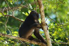 Macaca hecki
