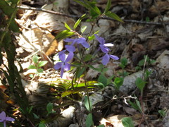 Phlox stolonifera