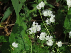 Phacelia fimbriata
