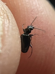 Bembidion dyschirinum