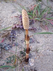 Equisetum arvense