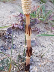 Equisetum arvense