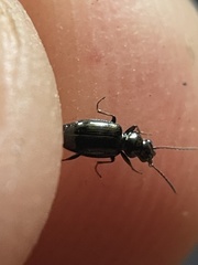 Bembidion dyschirinum