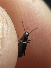 Bembidion dyschirinum