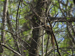 Tamiasciurus hudsonicus abieticola