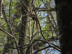 Tamiasciurus hudsonicus abieticola