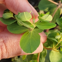 Euphorbia helioscopia image