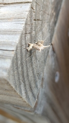 Nematocampa resistaria
