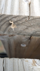 Nematocampa resistaria