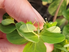 Euphorbia helioscopia image