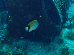 Chaetodon sedentarius