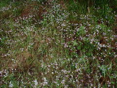 Valerianella ozarkana
