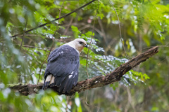 Buteogallus lacernulatus