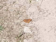 Junonia villida villida