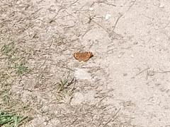 Junonia villida villida