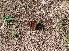 Junonia villida villida