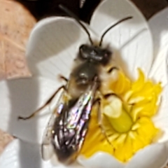 Andrena carlini